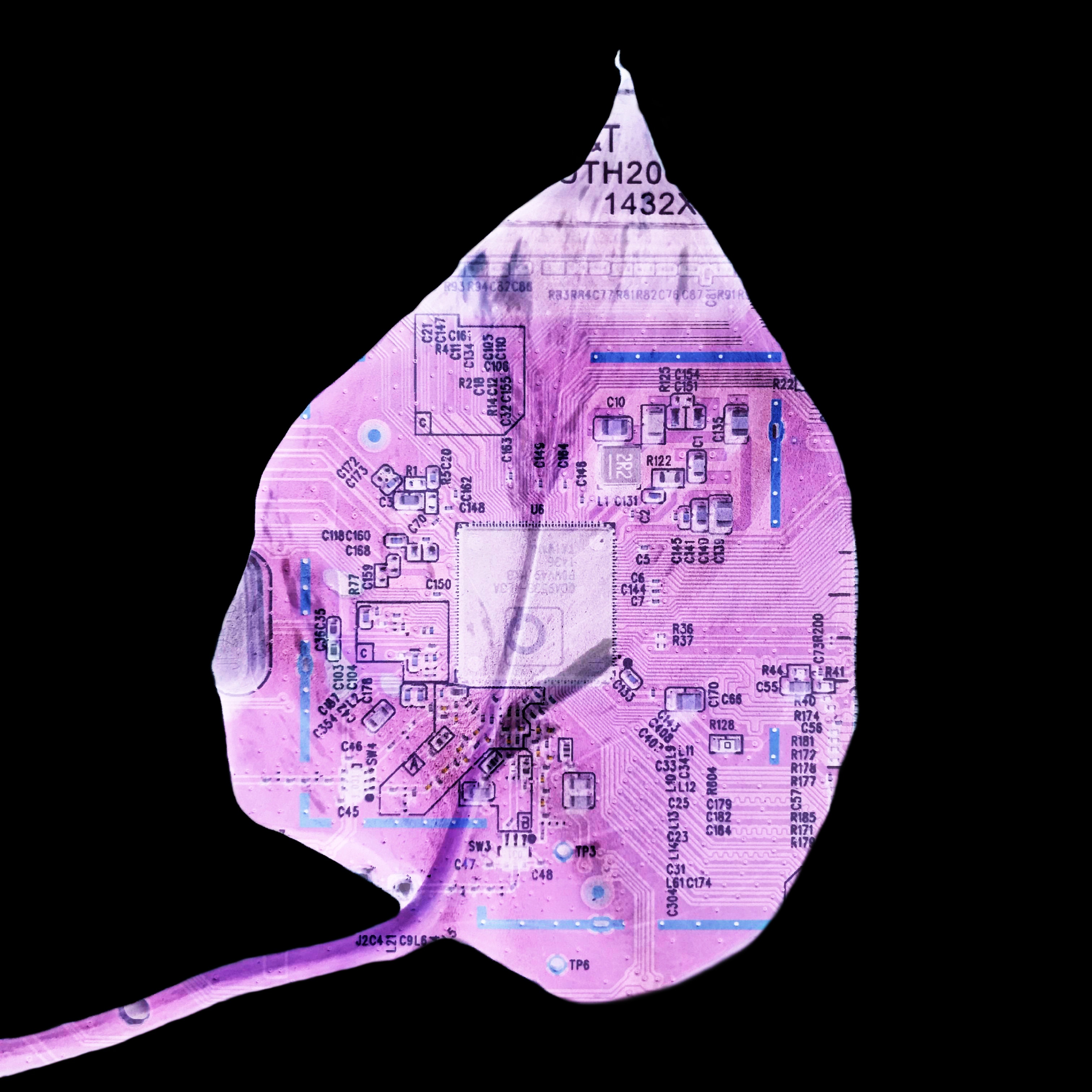Be No.1 - A leaf from my unkillable Golden Pothos and a retired wireless AP (2020)