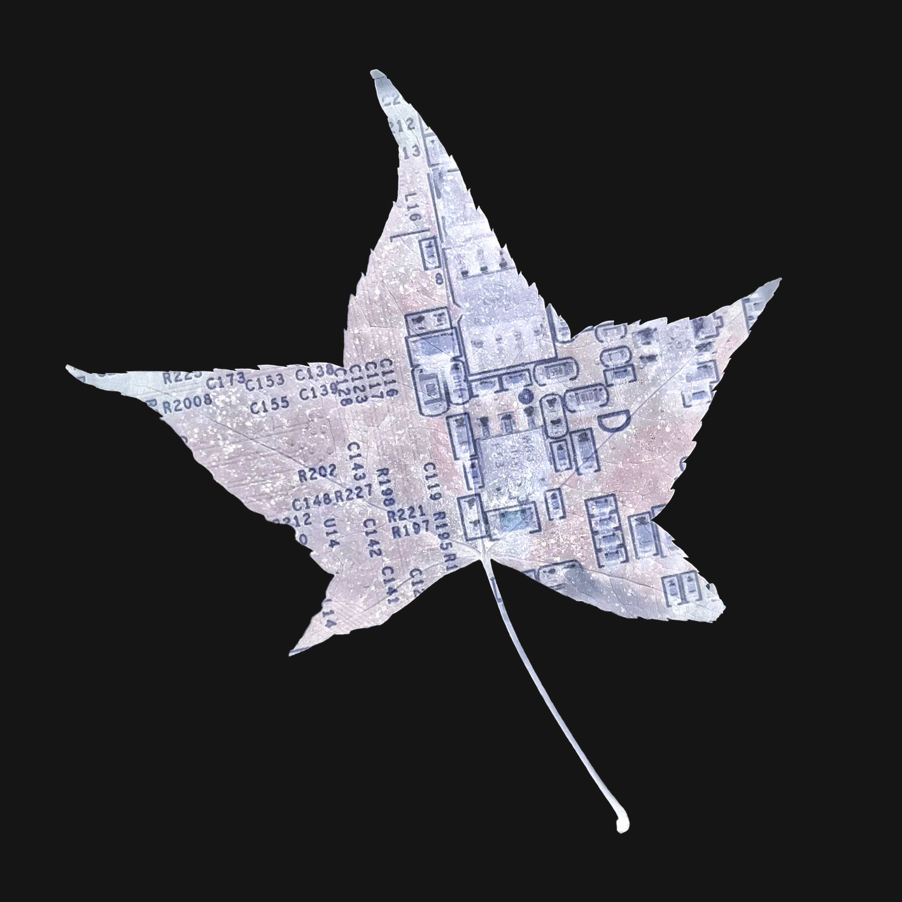 Be No.11 - A leaf in our apartment complex and a NAS device in our office (2021)
