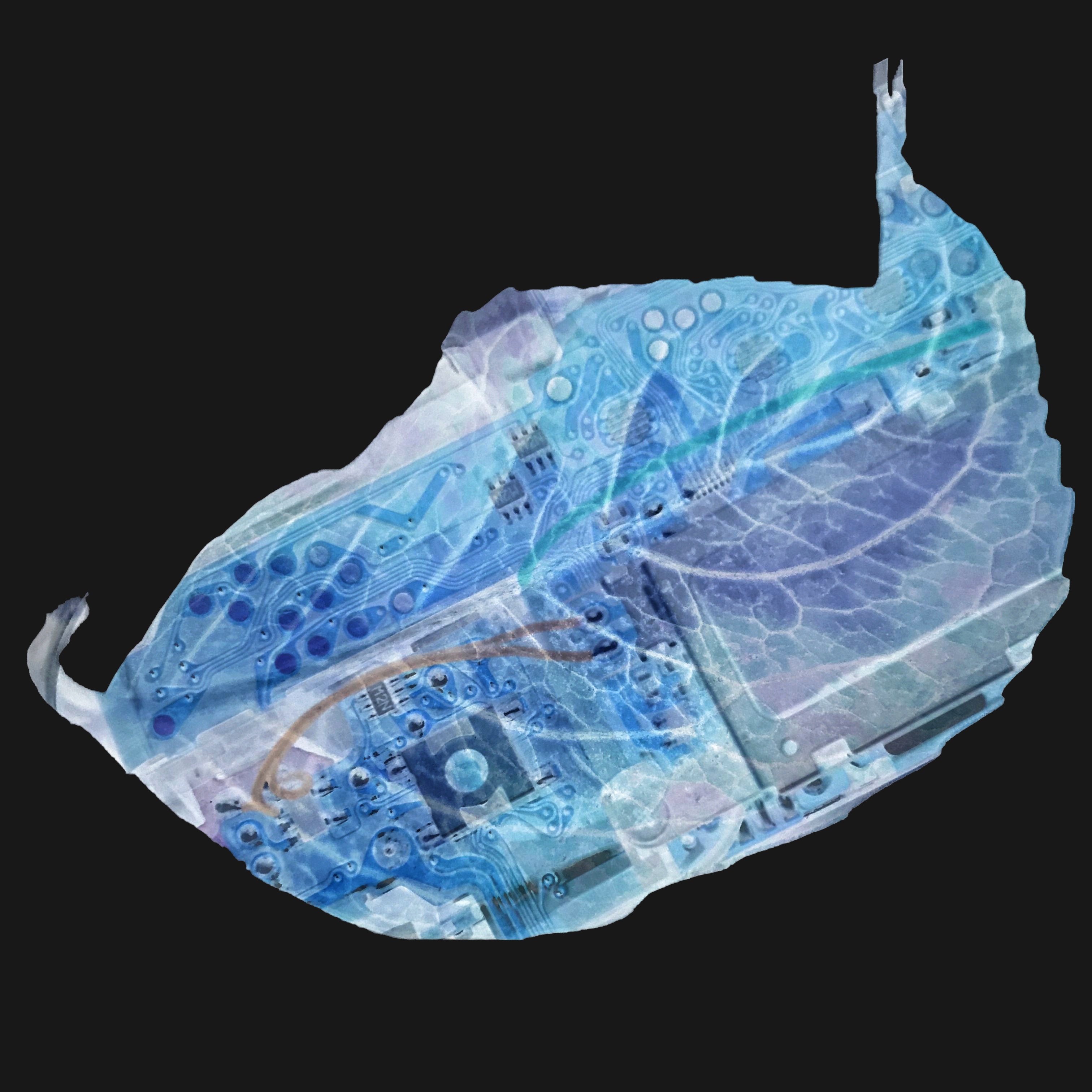 Be No.3 - A fallen leaf from a street tree and my broken Pentax camera (2020)
