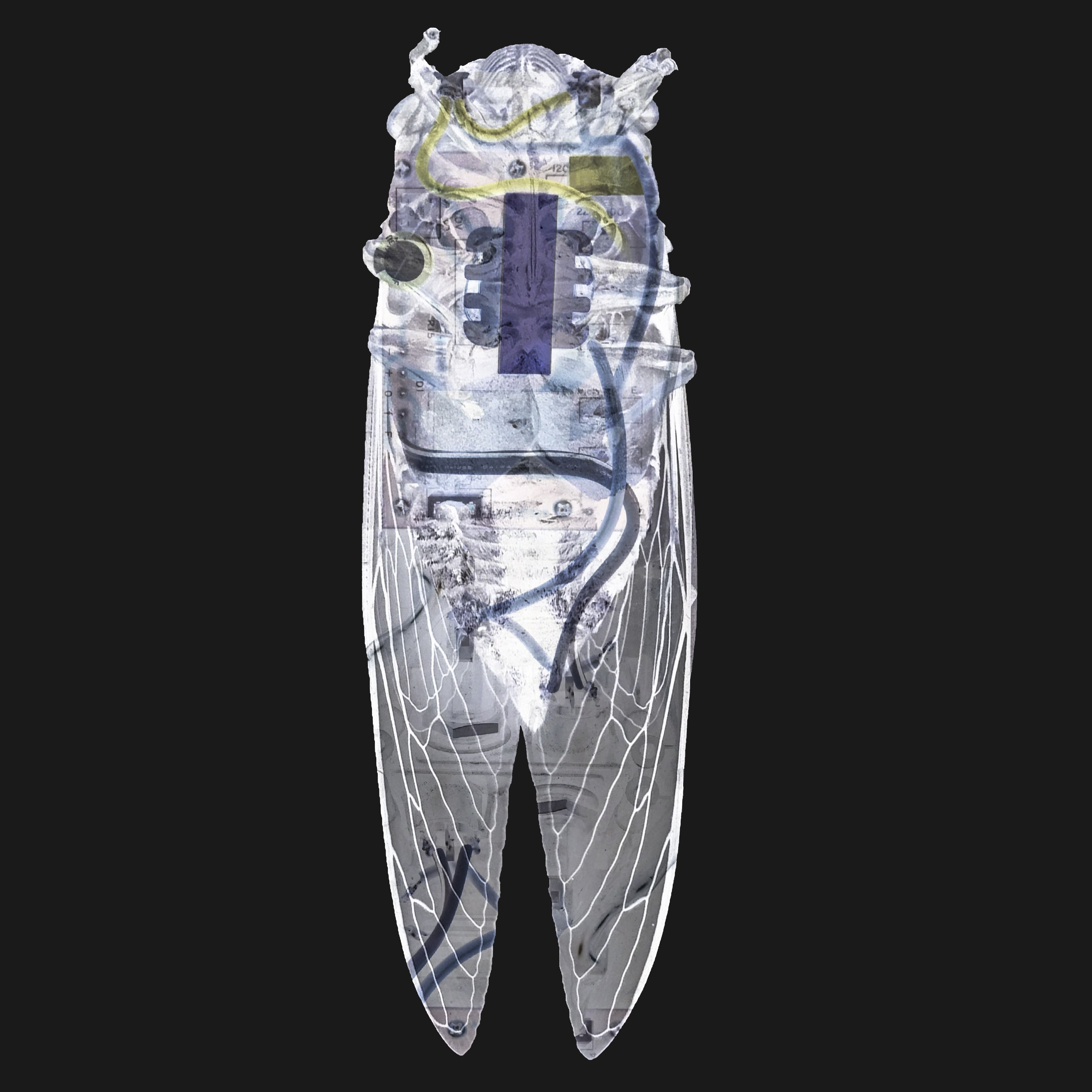 Be No.4 - A cicada found in my balcony and my enlarger timer (2020)