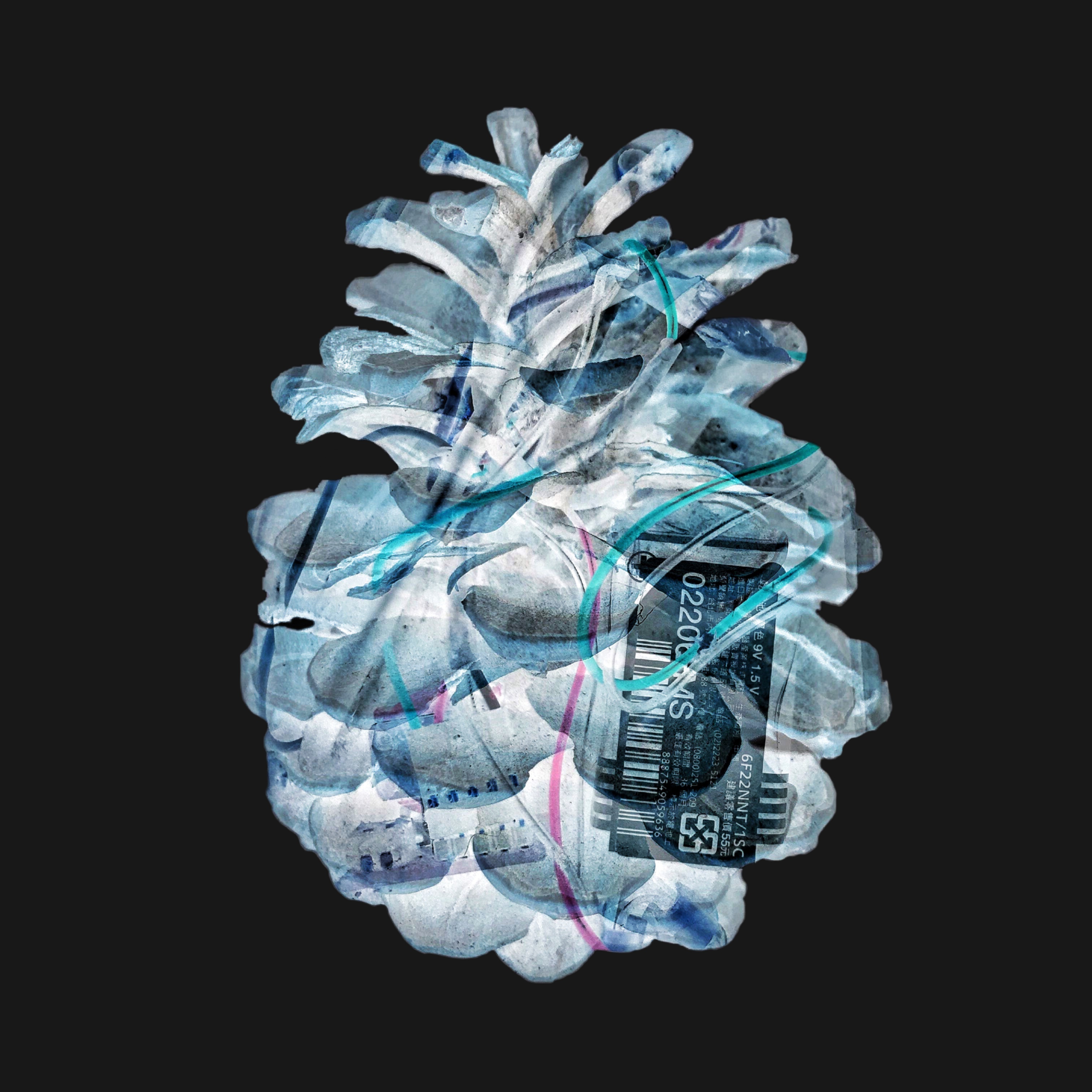 Be No.7 - A pine cone gifted by a friend and my electric bass (2020)